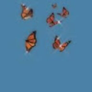 Meet your Posher, Pink